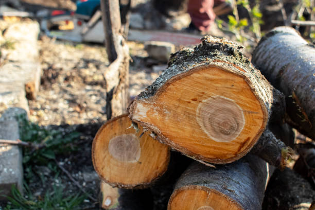 How Our Tree Care Process Works  in  Westhampton Beach, NY