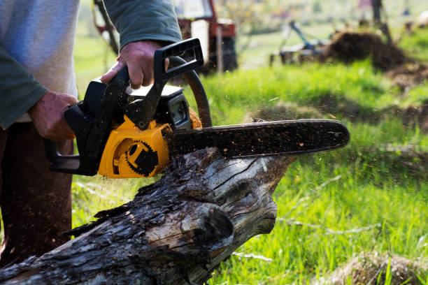 Trusted Westhampton Beach, NY Tree Care Experts